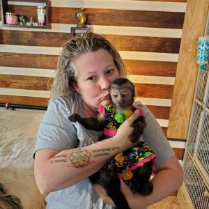 Healthy Capuchin Monkeys For Sale